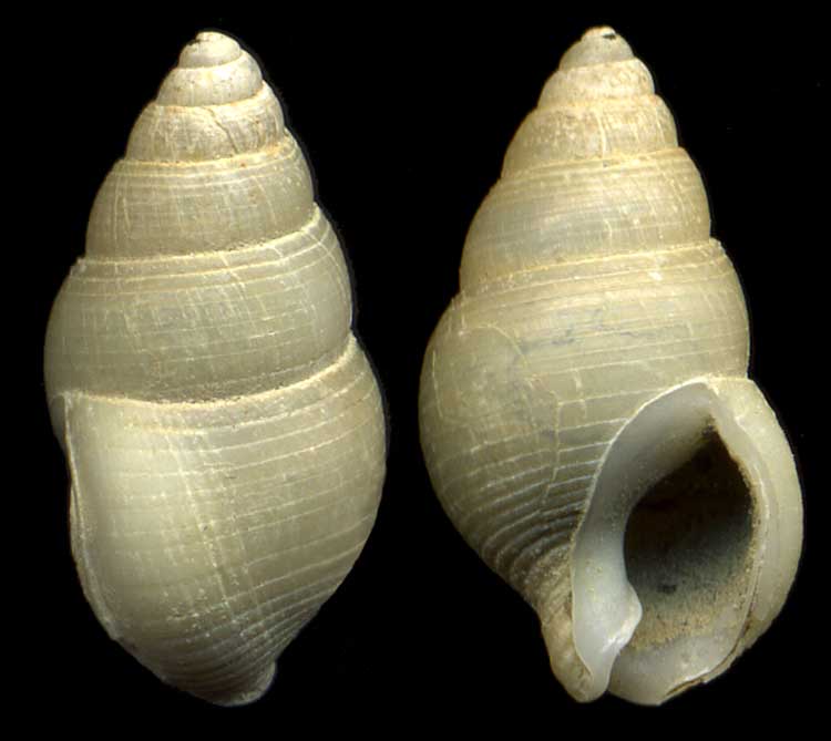 Nassarius turulosus (Risso, 1826)